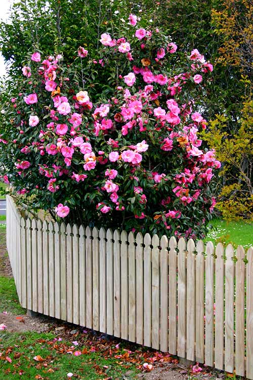 Picket Fences, white picket fence, picket fence design, fencing contractors auckland Auckland