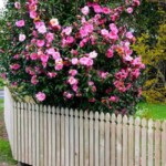 Classic-Picket-Fence Classic-Picket-Fence